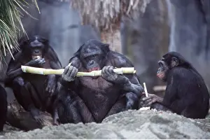 Chimp: PYGMY CHIMPANZEE - eating sugar cane