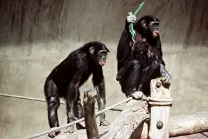 Apes: PYGMY CHIMPANZEE - family