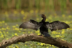 Pygmeus: Pygmy Cormorant