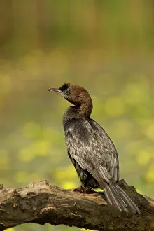 Pygmeus: Pygmy Cormorant