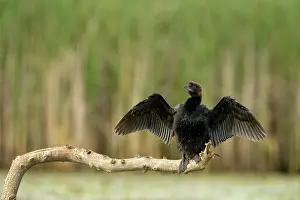 Drying: Pygmy Cormorant