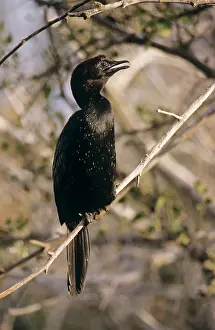 Pygmeus: Pygmy CORMORANT - Perched in tree