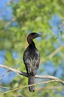 Inundation: Pygmy Cormorant (Phalacrocorax pygmeus)