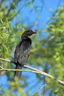 Flooded: Pygmy Cormorant (Phalacrocorax pygmeus)