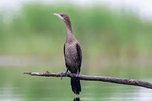 Phalacrocorax: Pygmy Cormorant (Phalacrocorax pygmeus) from the