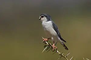 Semitorquatus: Pygmy Falcon