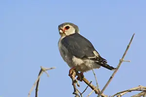 Semitorquatus: Pygmy Falcon