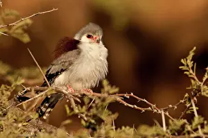 Semitorquatus: Pygmy falcon - female near nest in early morning sun