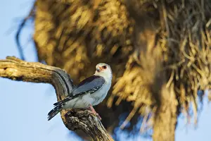 101017: Pygmy Falcon - female - in the vicinity of a communal