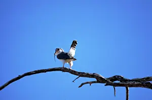 Semitorquatus: Pygmy Falcon - male