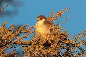 Semitorquatus: Pygmy falcon - male in early morning sun