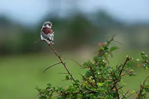 Semitorquatus: Pygmy Falcon, Polihierax semitorquatus