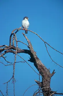 Vantage: Pygmy Falcon - Tiny seven inch falcon perched on