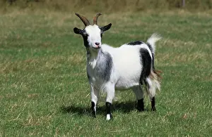 Nanny: Pygmy Goat