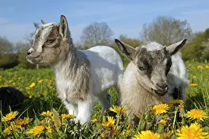 Rearing: Pygmy Goat or Dwarf Goat, capra hircus, 3 Month