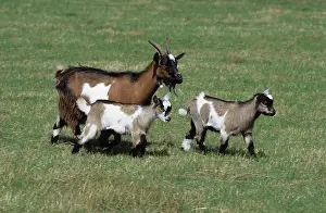 Kids: Pygmy goat with kids