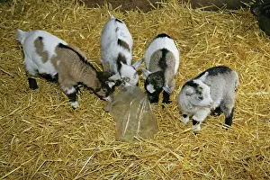 Investigating: Pygmy Goat kids investigating a polythene bag