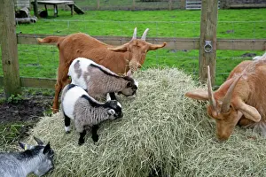 Guernsey: Pygmy and Golden Guernsey Goats eating hay