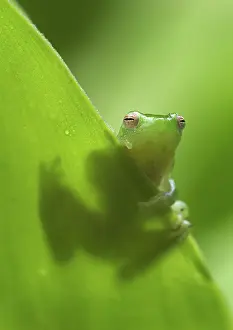 Hatchet: Pygmy Hatchet-faced Frog
