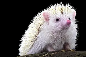 Mutation: Pygmy hedgehog (Atelerix albiventris), Netherlands