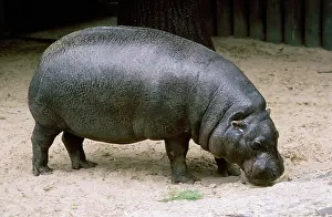 Pygmy Hippopotamus