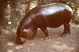 Shiny: PYGMY HIPPOPOTAMUS