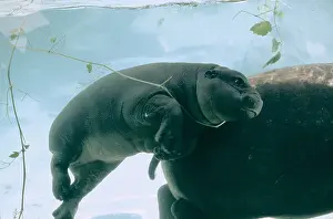 Hippos: PYGMY HIPPOPOTAMUS - Calf And Mother underwater