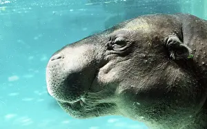 Hippos: PYGMY HIPPOPOTAMUS - close-up of head underwater