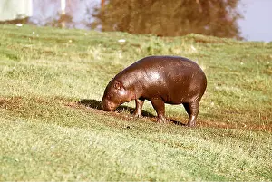 Hippopotamus: PYGMY HIPPOPOTAMUS - grazing