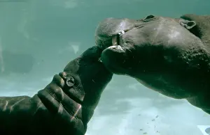 Hippos: PYGMY HIPPOPOTAMUS - Mother And Calf underwater