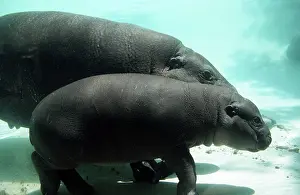 Hippos: PYGMY HIPPOPOTAMUS - mother and juvenile underwater