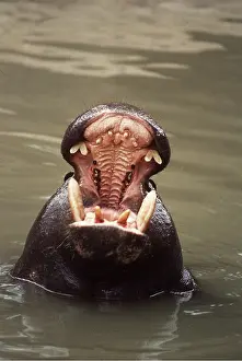 Jaws: PYGMY HIPPOPOTAMUS - With mouth open