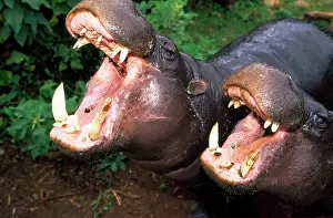 Piers Cavendish: Pygmy Hippopotamus - two both with mouth open, showing teeth