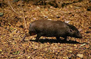 Hogs: Pygmy Hog