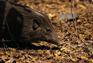 Hogs: Pygmy Hog