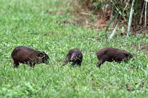 Hogs: Pygmy Hog