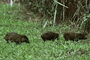 Hogs: Pygmy Hog - crossing grass clearing
