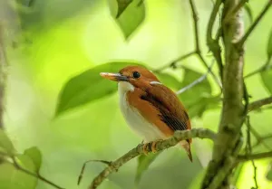 Local: A pygmy kingfisher in the rainforests of Analamazaotra Natio