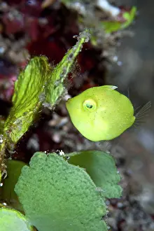 Leatherjackets: Pygmy Leatherjacket