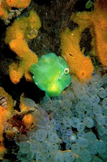 Leatherjackets: Pygmy leatherjacket hiding near jetty pylon