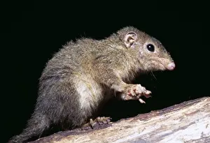 Shrews: Pygmy / Lesser Tree Shrew