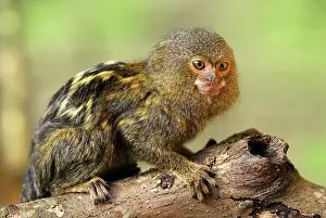 Callithrix: Pygmy Marmoset