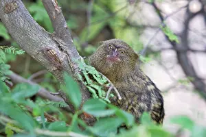 Cebuella: Pygmy Marmoset