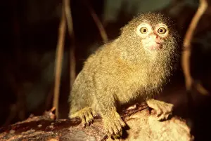 Marmoset: PYGMY MARMOSET