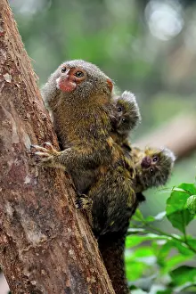 Cebuella: Pygmy Marmoset - with baby Amacayacu National Park