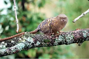 Marmoset: PYGMY MARMOSET - on branch