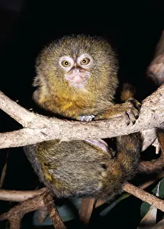 Size: PYGMY MARMOSET - ON BRANCH
