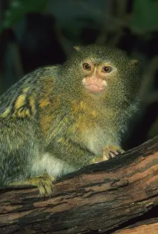 Foreground: Pygmy Marmoset, (Cebuella pygmaea), captive
