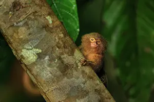 Cebuella: Pygmy Marmoset / Dwarf Monkey Amacayacu National