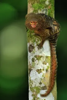 Cebuella: Pygmy Marmoset / Dwarf Monkey Amacayacu National